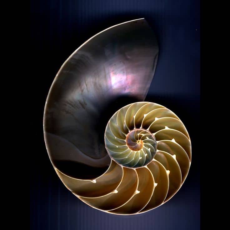 shell spiral