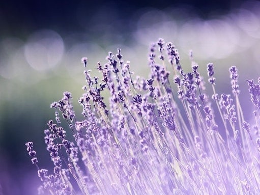 aromatherapy lavender