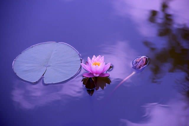Water lily